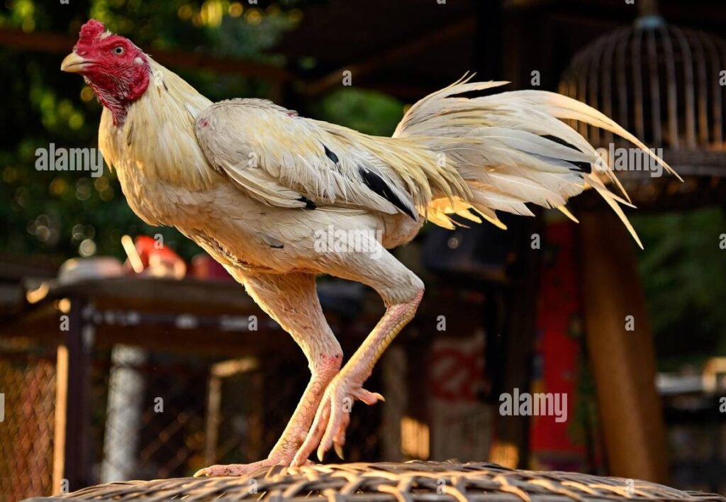 Tại Sao Đá Gà Bị Bắt? Vấn Đề Nằm Ở "Đồng Tiền"