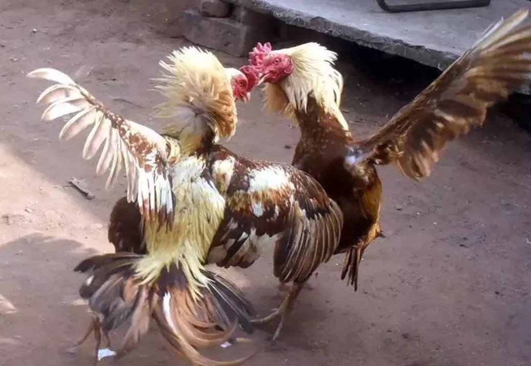 Nghệ Nhân vs. Con Bạc: Sự Khác Biệt Trong Cách "Nuôi"