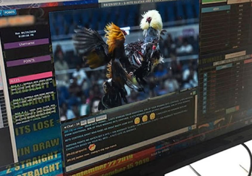 Nhất Hình - Nhì Tông: Chọn Khung Bệ Trước Khi Soi Vảy