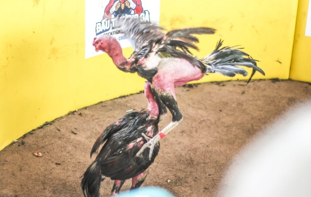 Cách Chữa Mốc Cho Gà Chọi