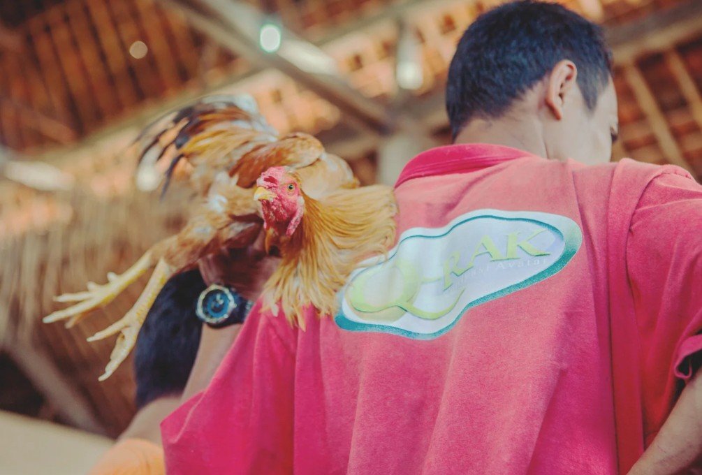 Tại Sao Đá Gà Trên Mạng Luôn Thua