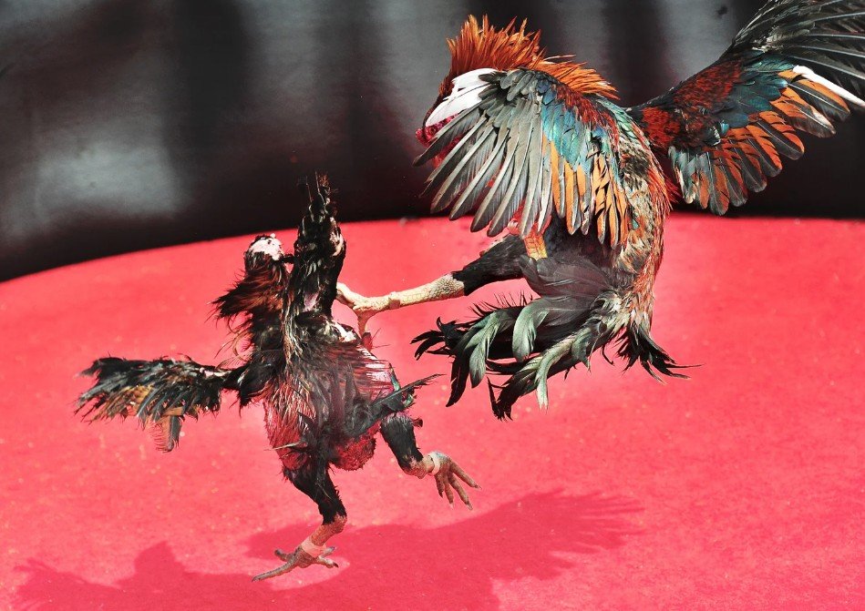 Không Thể Kiểm Tra Sức Khỏe Thực Tế (Checklist Sinh Học)