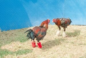 Lời Khuyên Cốt Lõi