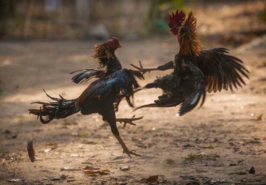 Cấu trúc sinh học và phân chia các hàng vảy cơ bản trên chân gà