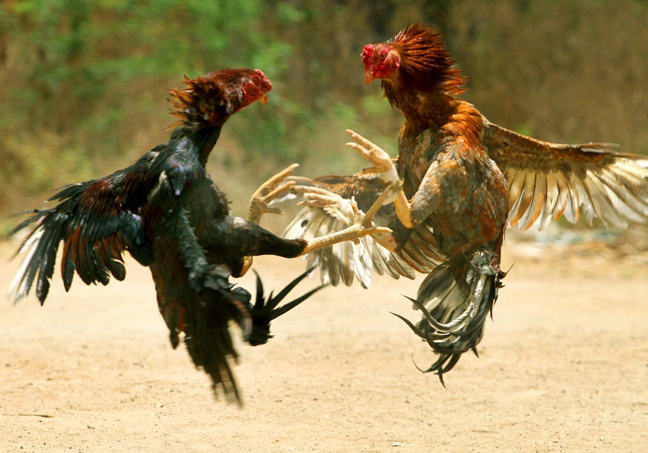 Tại Sao Gà Chọi Không Đá Lại Quan Trọng