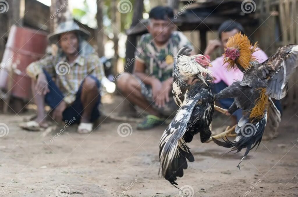 Tâm Lý Chiến Kê: Hội Chứng "Gà Rót" & "Bể Đòn"