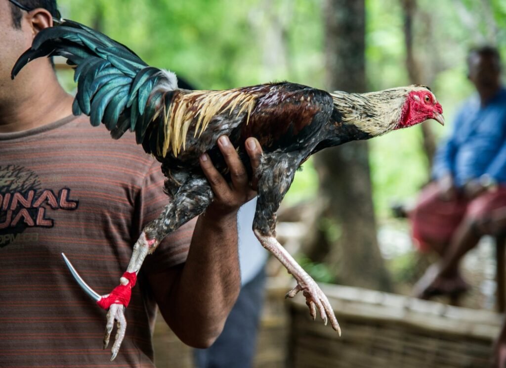 Phong Thủy & Ngũ Hành: "Thiên Thời" Không Ủng Hộ