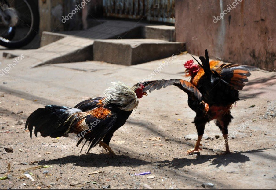 Nhận diện các loại vảy xấu (Vảy Phản) nên tránh khi chọn gà