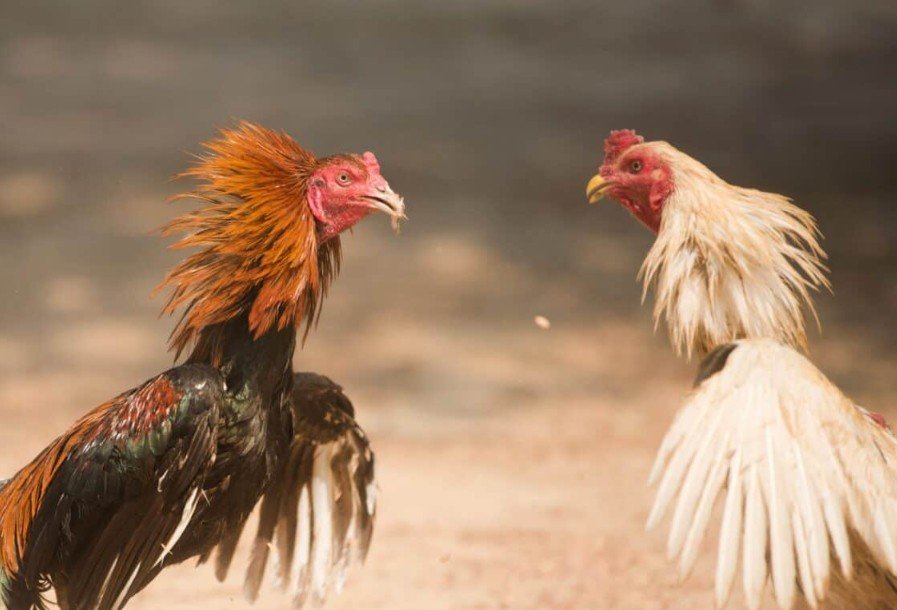 [CHIẾN LƯỢC CỐT LÕI] Cách Thúc Gà Đá Mau Mập Từ A-Z