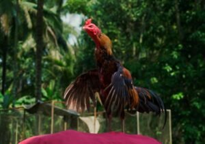 Cách kiểm tra bộ khung xương (Ghim và Háng)