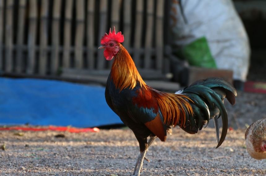 Xem tướng diện và ngoại hình để chọn gà mái chọi hay