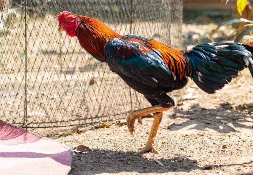 Cách Nhận Biết Gà Mái Chọi Hay: Bí Kíp Chọn "Mái Tổ" Đúc Chiến Kê Thần Kê