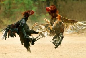 Giải Quyết Vấn Đề Nâng Cao & Lời Khuyên