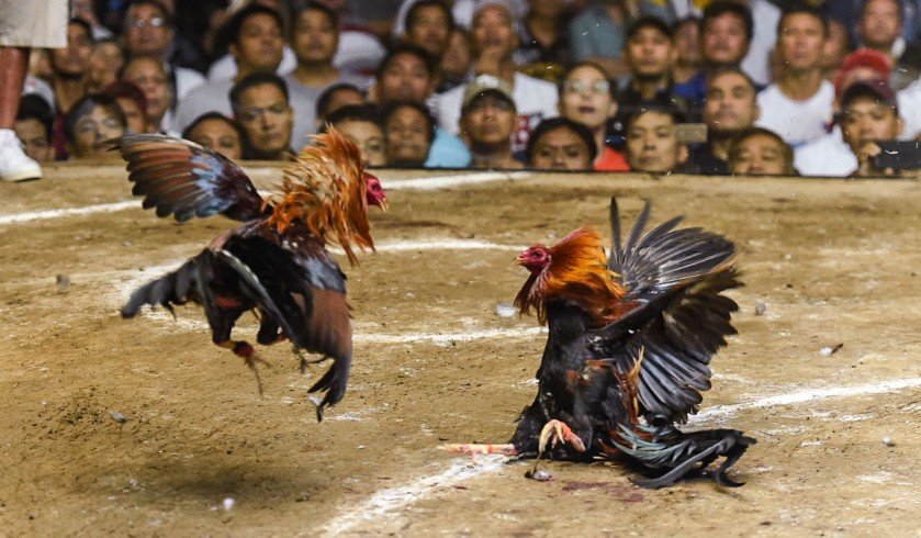 Cách Xem Vảy Gà Chọi Chi Tiết: Bí Truyền Từ Kinh Kê Diễn Nghĩa