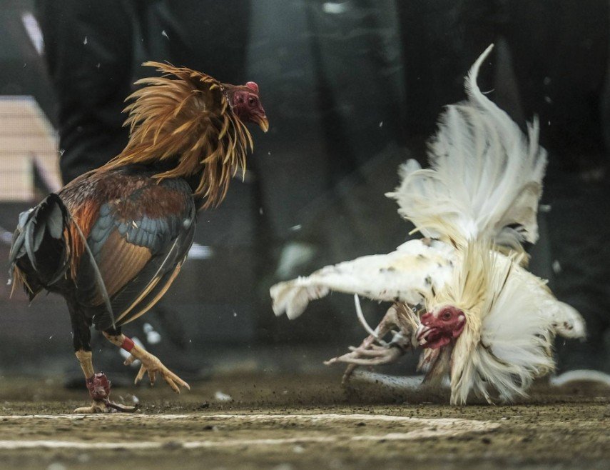 Thúc Gà Đá Mau Mập Nguy Hiểm Nếu Làm Sai