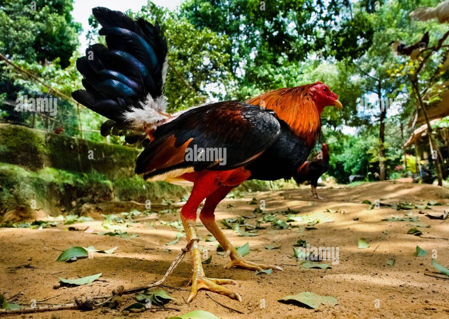 Quy trình vệ sinh chuồng trại và phòng bệnh tại vùng nông thôn