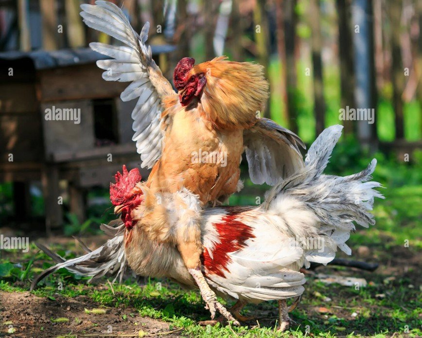 Kỹ thuật tách chuồng và quản lý không gian nuôi riêng biệt