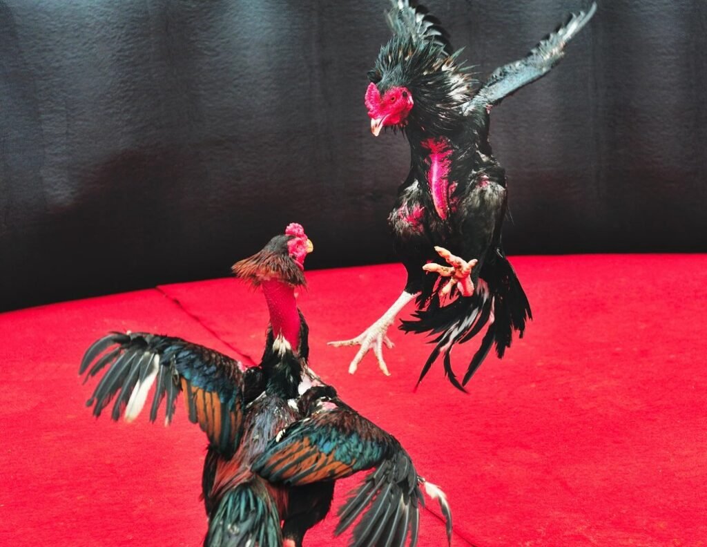 Lời Khuyên Chuyên Gia Bj39: Giải Quyết Vấn Đề Tận Gốc