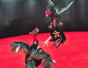 Lời Khuyên Chuyên Gia Bj39: Giải Quyết Vấn Đề Tận Gốc