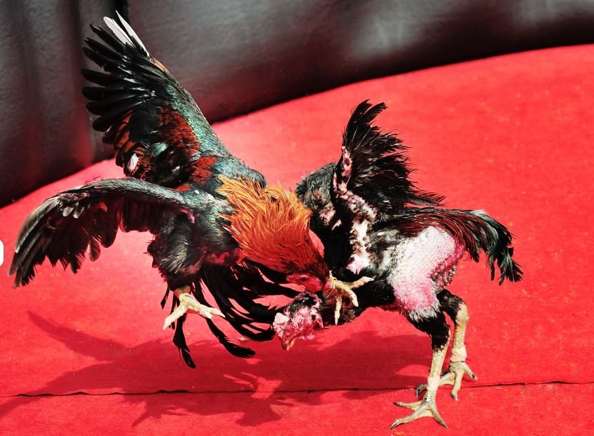 Quy Trình Chăm Sóc & Tập Luyện (Kỹ Thuật Nhà Nghề)