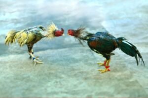 Chiến Thuật Nâng Cao: Bí Quyết Từ "Kê Kinh"