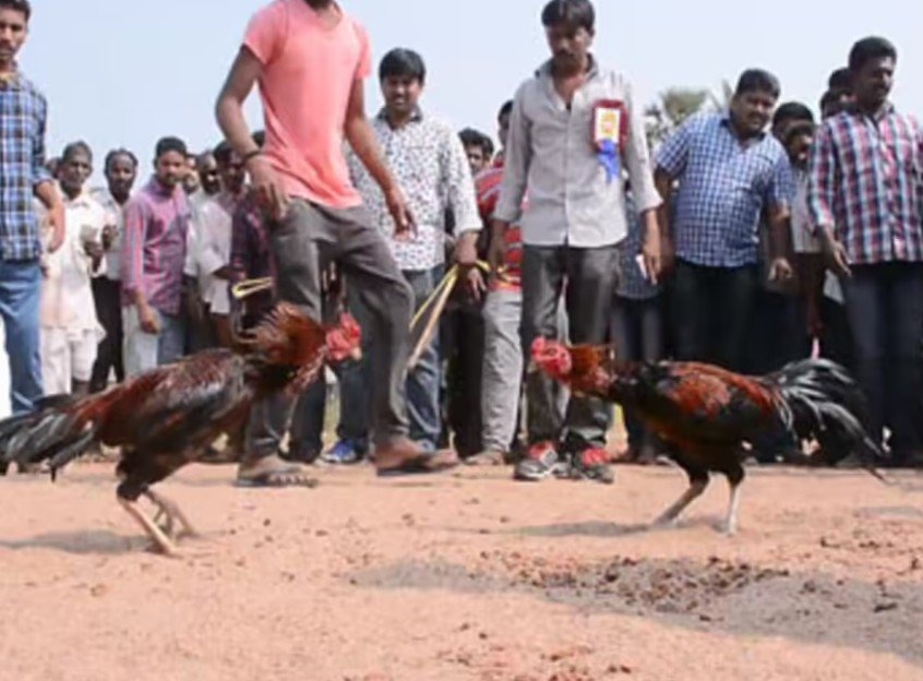 Độ linh hoạt của con ngươi và tia mắt trong Kinh Kê