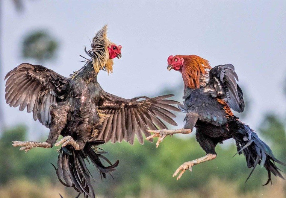 Cách Xem Mắt Gà Chọi Hay: Bí Quyết Chọn Chiến Kê Bất Bại Theo Kinh Kê