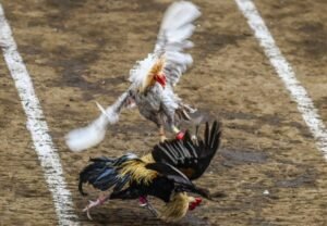 Đánh giá cấu trúc lông và màu lông liên quan đến tốc độ và sức bền