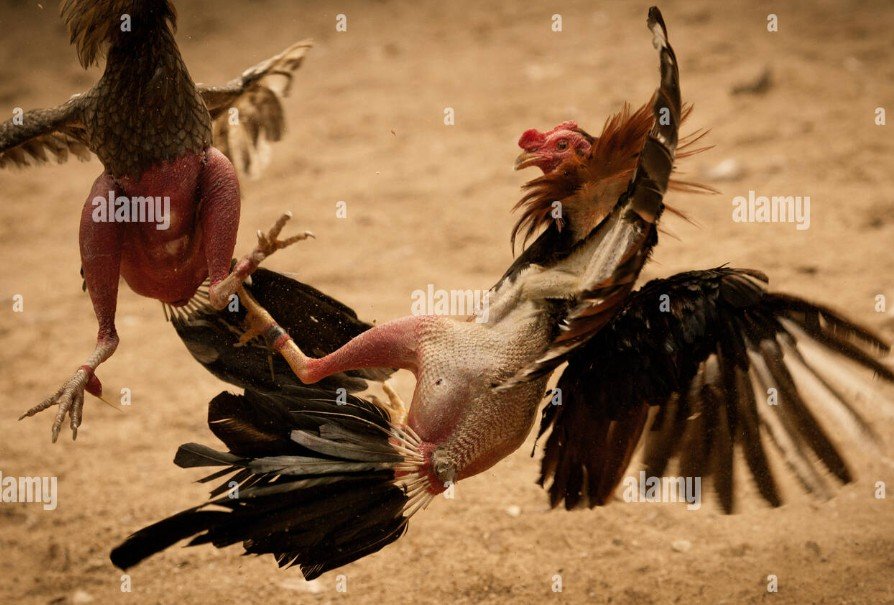 Bí Kíp Cách Chọn Gà Chọi Hay: Kinh Nghiệm "Vàng" Từ Dân Gian Đến Khoa Học