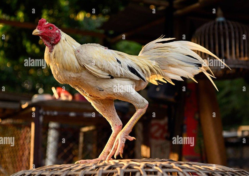 Cách Nhìn Gà Biết Lối Đá: Bí Quyết Chọn Chiến Kê "Trăm Trận Trăm Thắng"