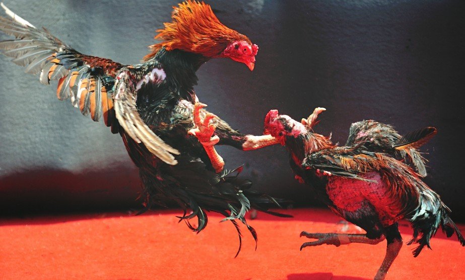 Tại Sao Nuôi Gà Trước Khi Ra Độ Lại Quan Trọng