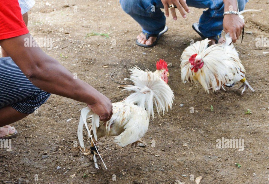 Cách Nuôi Gà Chọi Con Khỏe Mạnh: Bí Kíp Đúc Chiến Kê "Trăm Trận Trăm Thắng"