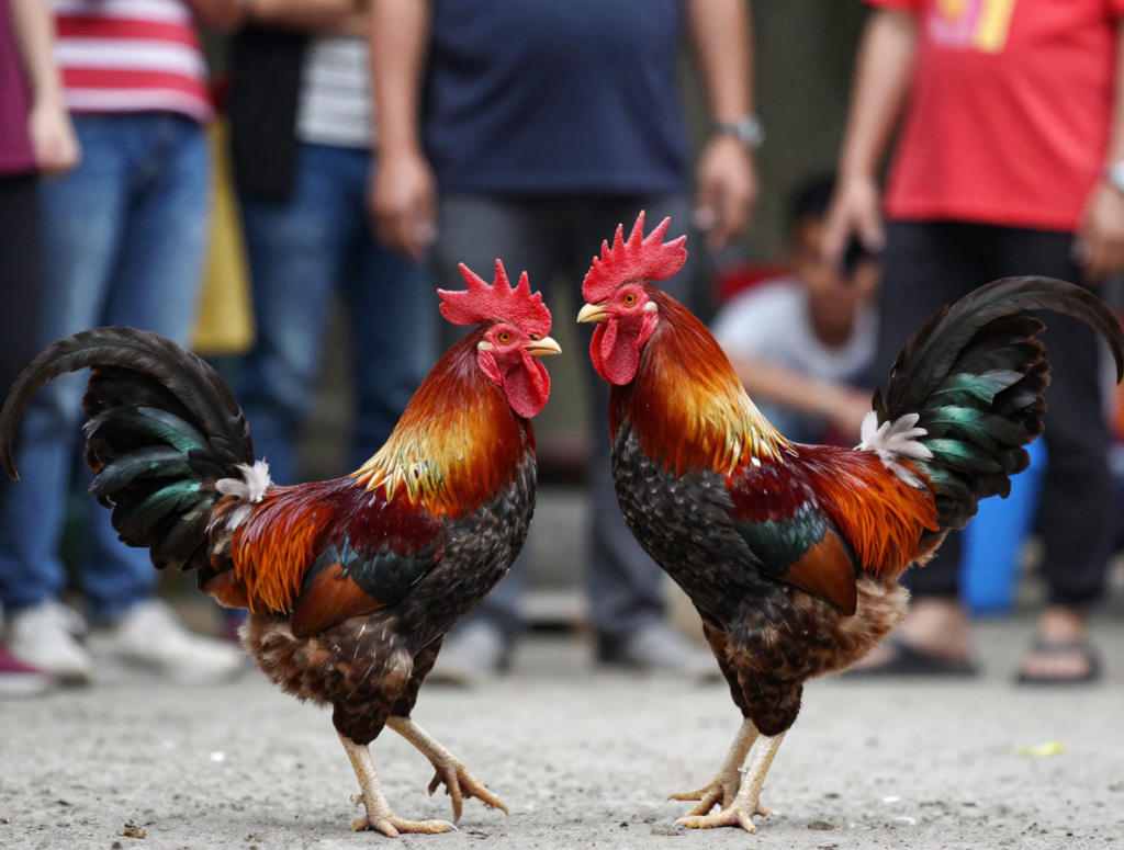 Gà Chọi 3 Hàng Vảy Lỡ - Hướng Dẫn Chi Tiết Từ A-Z