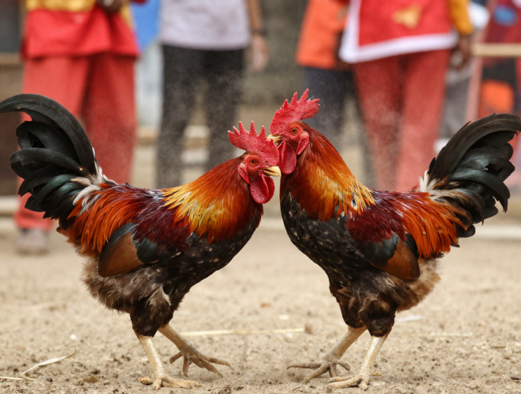 Gà Chọi Đá 3 Hồ Nghỉ Mấy Ngày? - Hướng Dẫn Chi Tiết Từ A-Z